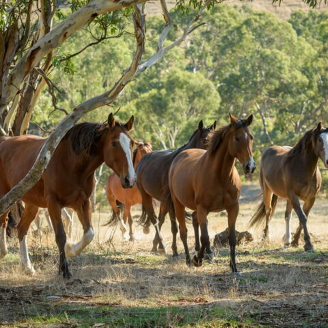 horses running at wirraway homestead