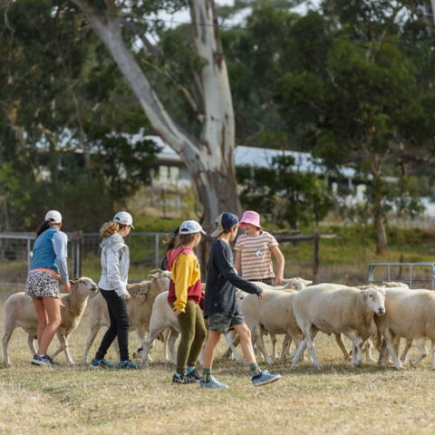 children sheep mustering at wirraway homestead